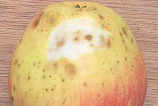Image of bitter pit on an apple.