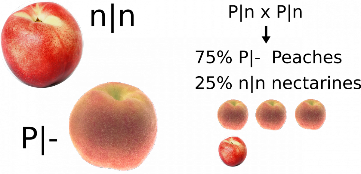 What's The Difference Between A Peach And A Nectarine?